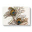 Vintage Peacock Feather Illustration - Wrapped Canvas Painting-55370011