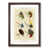 Walnut Framed