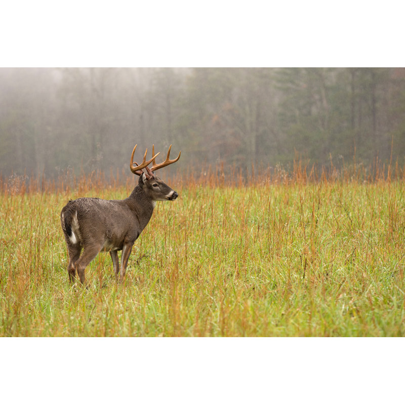Tailed Deer by EEI_Tony - Wrapped Canvas Print, 30cm H x 46cm W