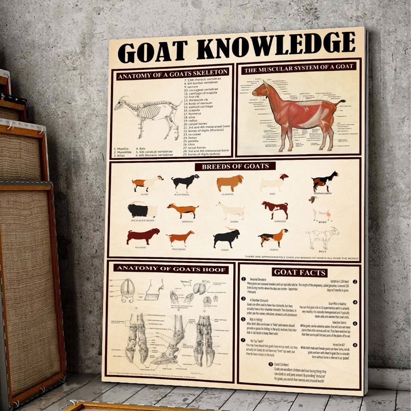 Toile tendue sur toile Goat, H 14 po x l 11 po x P 2 po