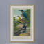 « kingfisher & wagtail », reproduction d’art encadrée-1864353143