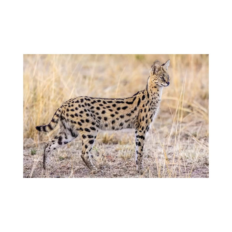 Serval Hunting by Jeffrey C. Sink - Wrapped Canvas Print, 20.32 cm H x 30.48 cm W