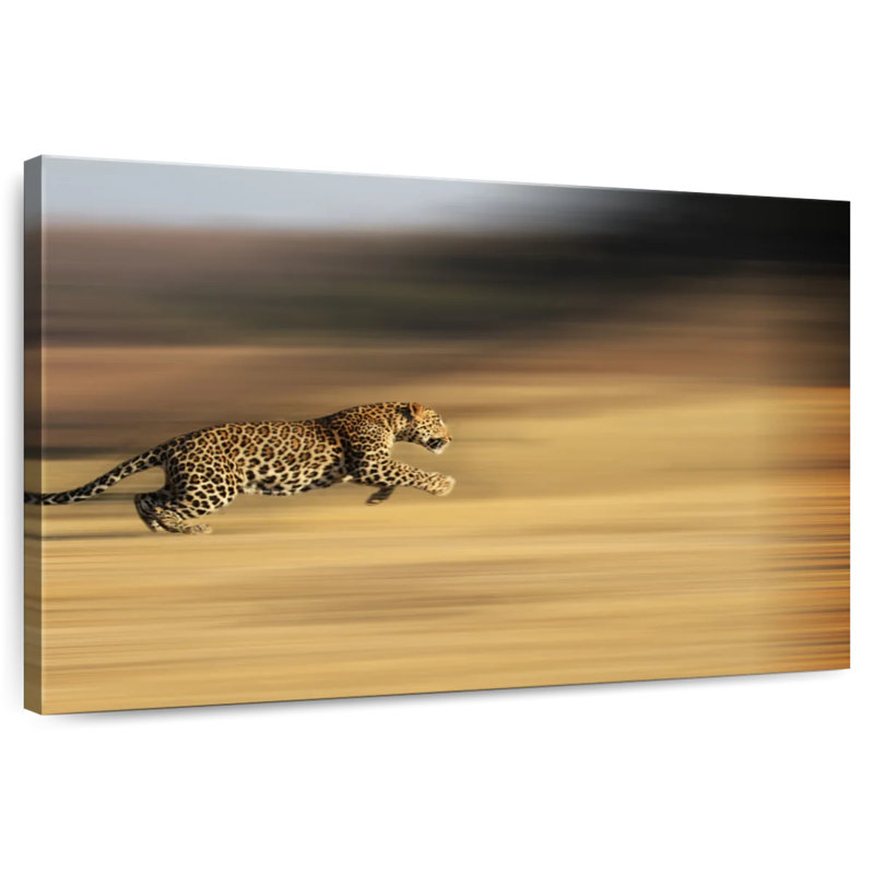 Crowle Leopard Sprint, 16" H x 24" W