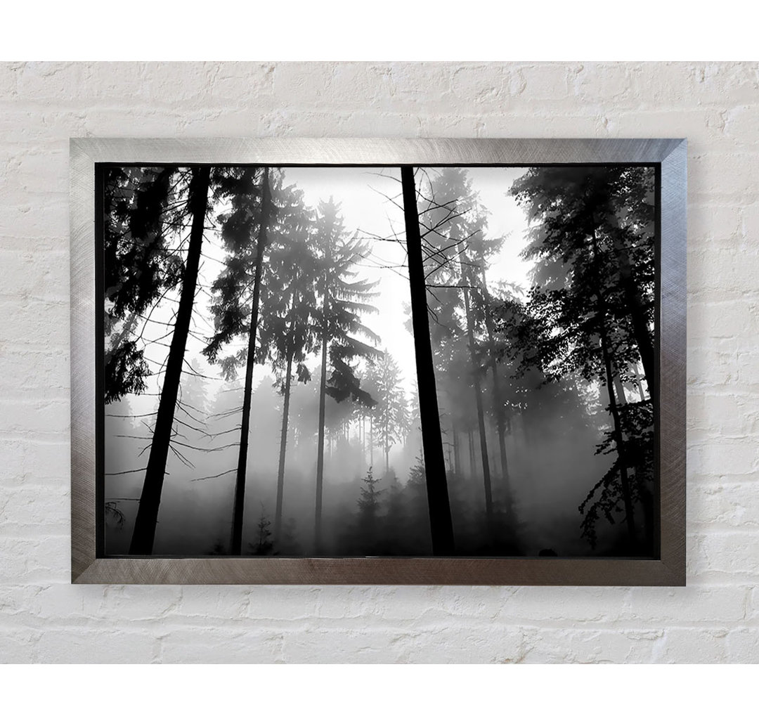 Mist Of The Woodland B N W - Einzelne Bilderrahmen Kunstdrucke