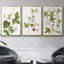 «Passion Flower Trio I», ensemble de 3 toiles encadrées-471762374-471762368