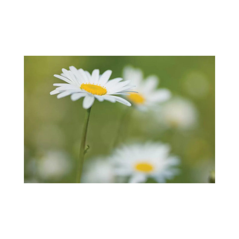 Daisies by Assaf Frank - Wrapped Canvas Print, 20.32 cm H x 30.48 cm W