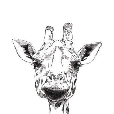 Giraffe Head Sketch - Wrapped Canvas Print