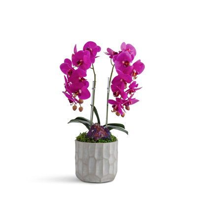 Double Orchid in Concrete Vase