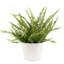 Fern in Décor Planter