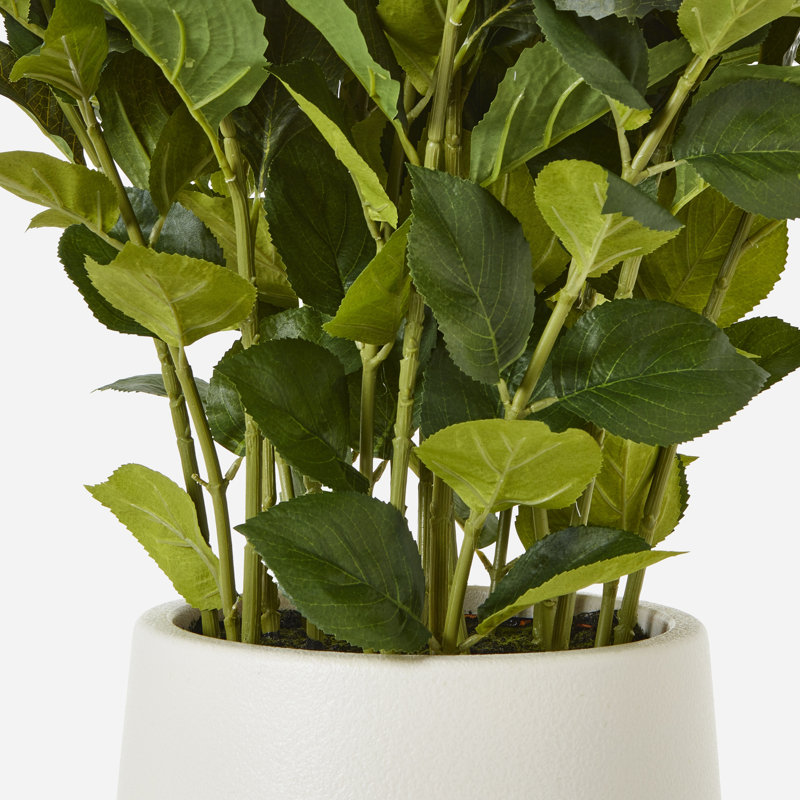 Annitta Plant in Pot, 79 cm H x 63 cm W x 63cm D