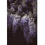 «Red Barrel Studio® Urquhart, Elizabeth Gallery», art sur toile tendue: Wisteria Cascade II-999146784