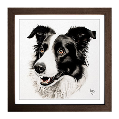 Border Collie Drawing - Framed Print