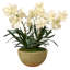 Vanda Orchids in Mossy Planter