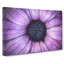The Eye Of A Purple Flower - Wrapped Canvas Print-56642666