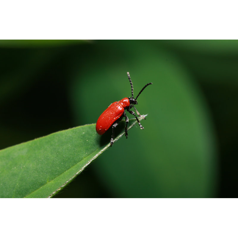 Deriya Scarlet Lily Beetle sur toile par Obession, H 8 po x l 12 po