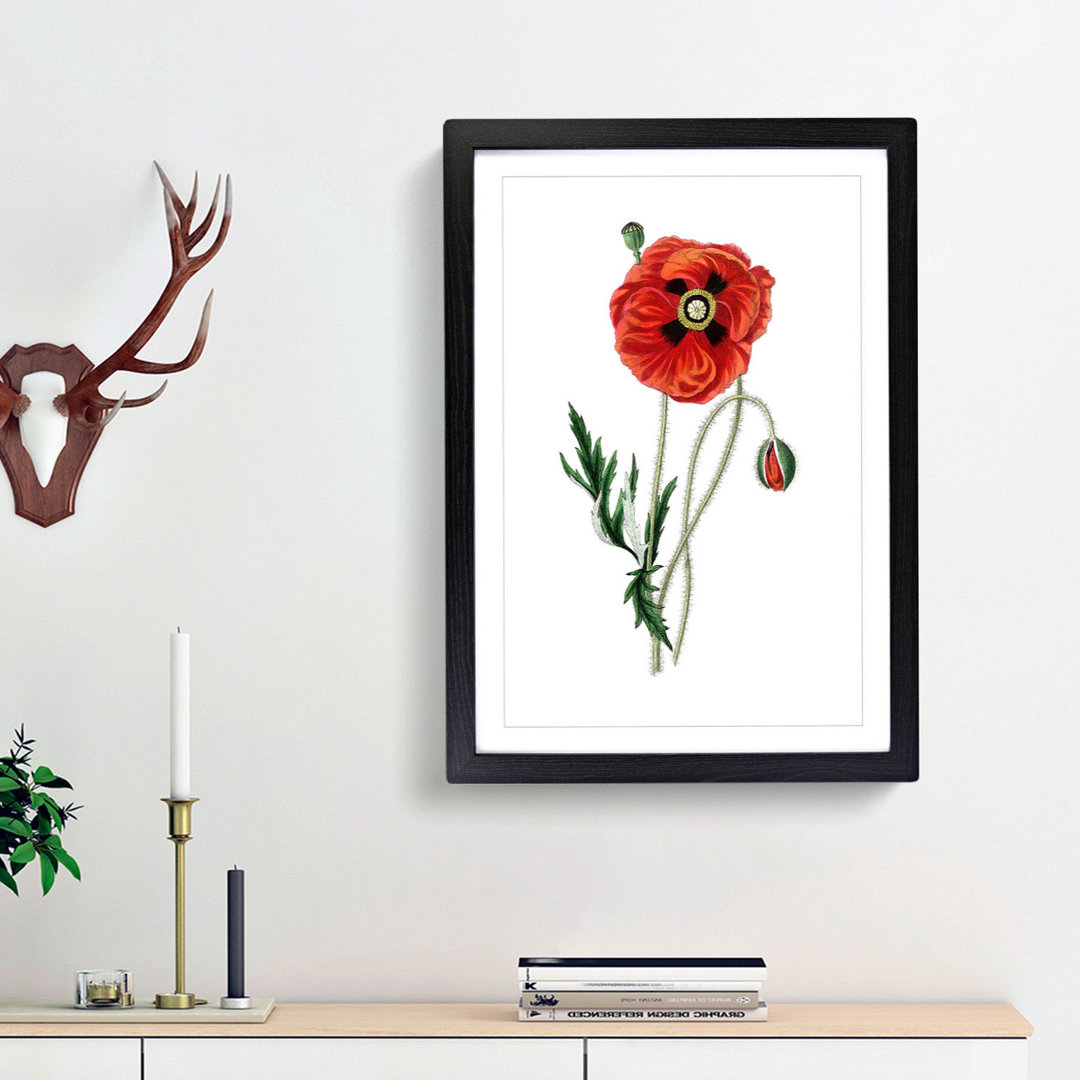 Common Poppy Illustration - Framed Print
