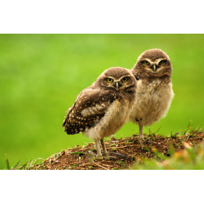 " Babies Burrowing Owls " by Biophotos