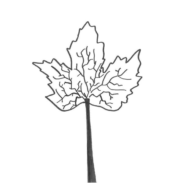maple type trees