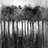 Monochrome trees - 32"x32" art on canvas