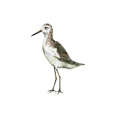Oiseau de mer VI