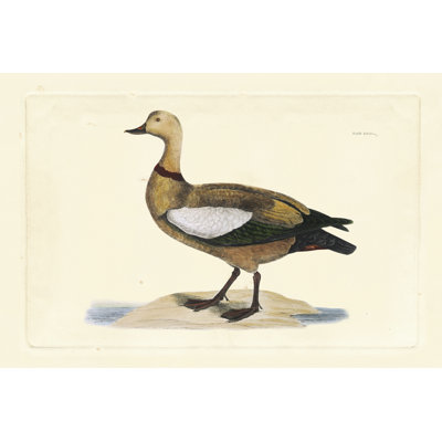 Selby Duck V - Wrapped Canvas Painting