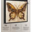 «Glittering Elegant Butterfly» par Art Remedy-112524506-112524508-113422546