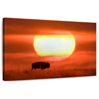 Buffle Brampt américain au coucher du soleil