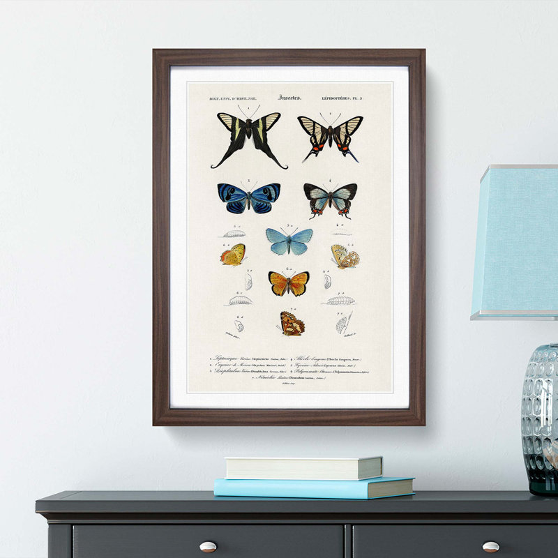 Butterfly Illustrations PL.5 by Charles d' Orbigny - Picture Frame Graphic Art Print, 65cm H x 48cm W x 2cm D, Walnut Framed