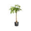 B.For Pot Planter-37904858-70004569