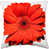 Red is out of stock