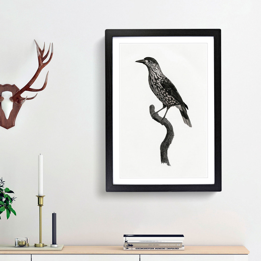 Nutcracker Bird by Jacques Barraband - Framed Print