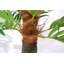 Anlin 90cm Faux Palm Tree in Pot