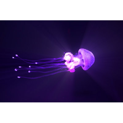 Jelly Fish by Vertigo3D