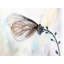 Papillon sur fleurs bleues - Toile encadrée chambre romantique-120127608