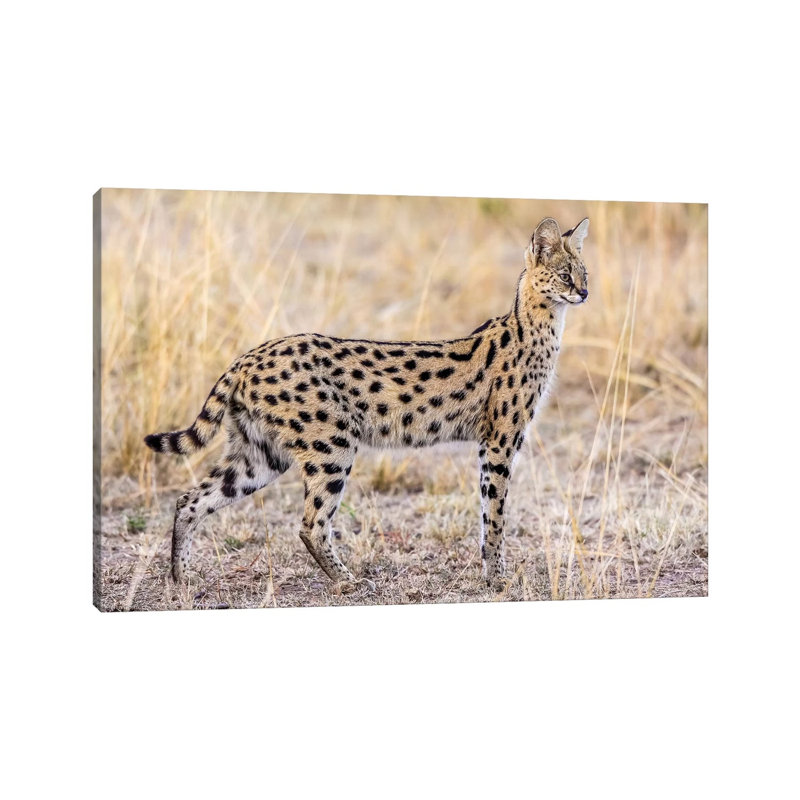 Serval Hunting by Jeffrey C. Sink - Wrapped Canvas Print, 20.32 cm H x 30.48 cm W