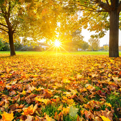 " Autumn Foliage " by Sborisov