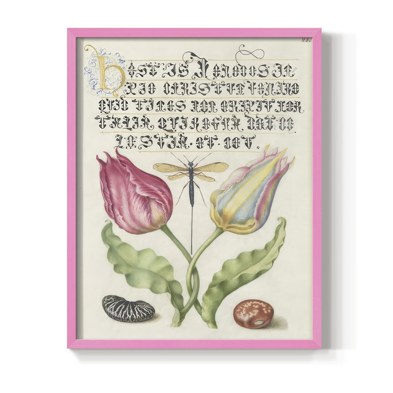 Reproduction encadrée Hoefnagel de spéculations tropicales V - bois massif, H 30 po x l 24 po, Rose