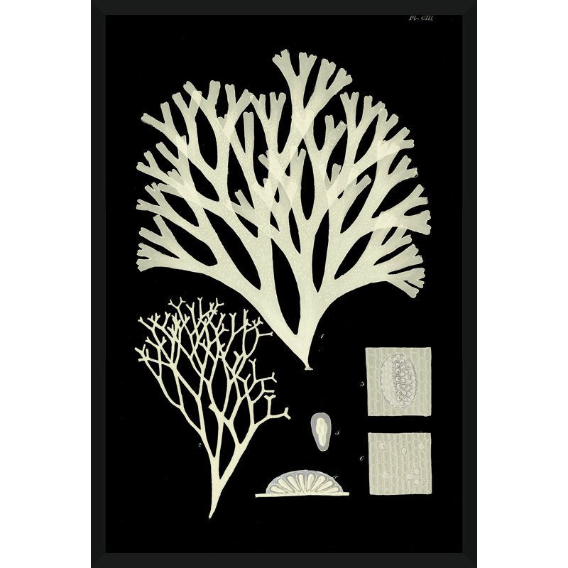 «Seaweed Diagram I», impression encadrée