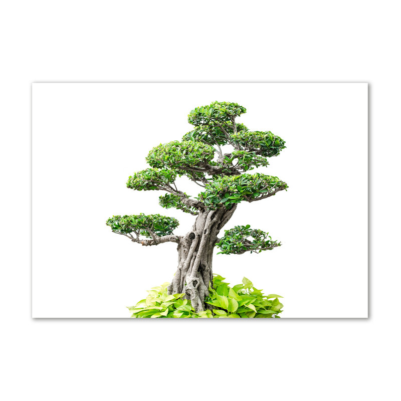 Bonsai Tree - Wrapped Canvas Print