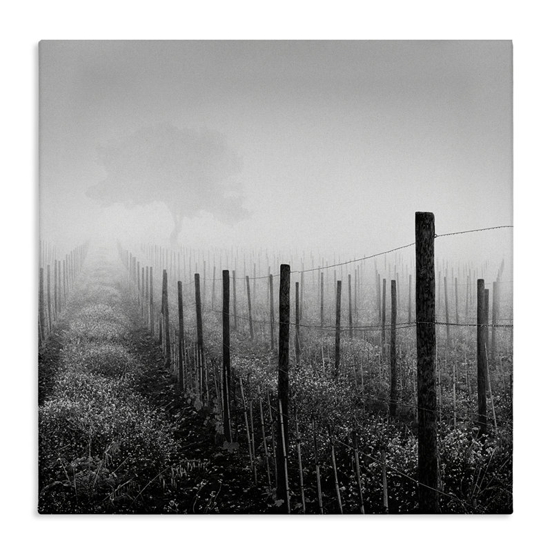 «Vineyard at Dawn» par Chip Forelli, H 36 po x l 36 po
