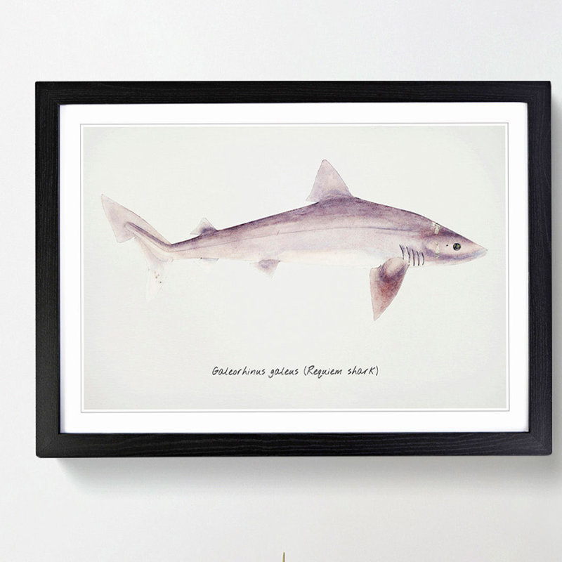 Illustration of a Requiem Shark by F.E. Clarke - Picture Frame Painting Print, Black Framed, 48cm H x 65cm W x 2cm D