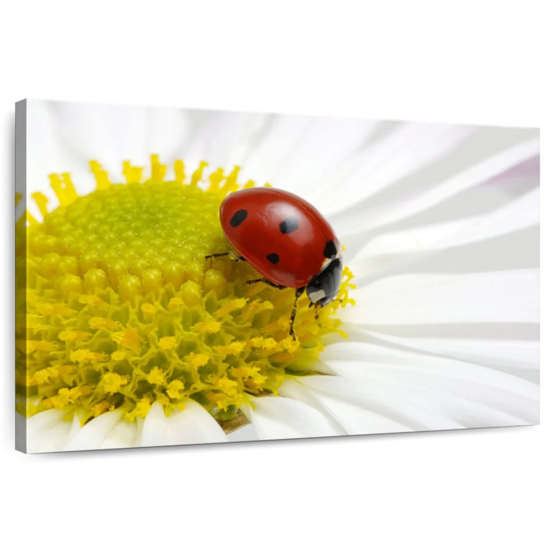 Coccinelle sur camomille, H 26 po x l 39 po