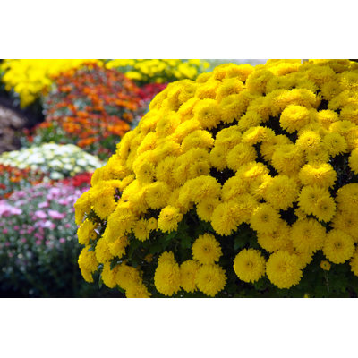 Sunburst of Mums - Photographie sur toile tendue
