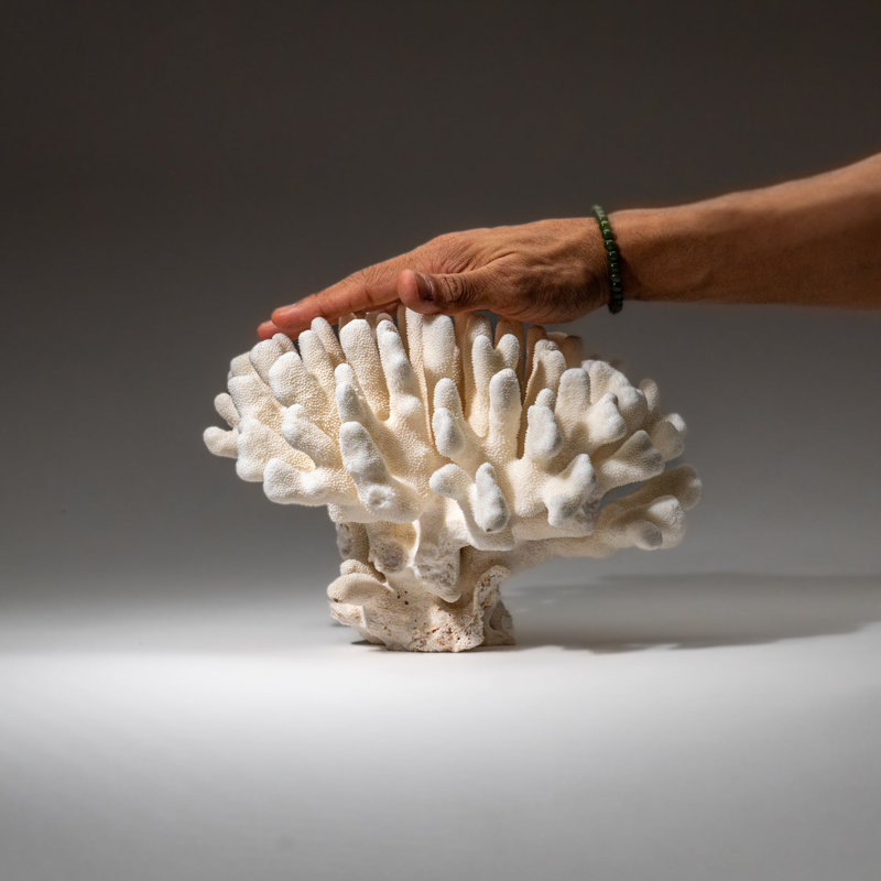 Genuine White Cat's Paw Coral (5.5 Lbs)
