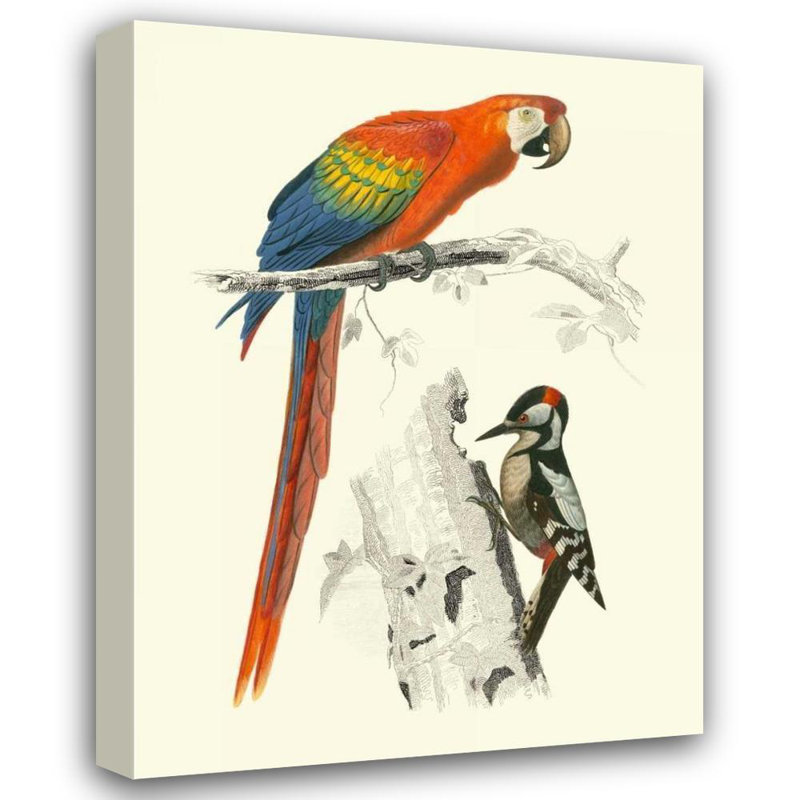 Bayou Breeze DOrbigny, M.Charles Gallery, art sur toile tendue: Birds of Costa Rica III