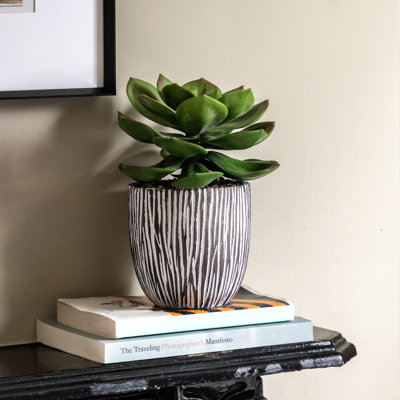 Potted Succulent in Ribbed Black Ceramic Pot
