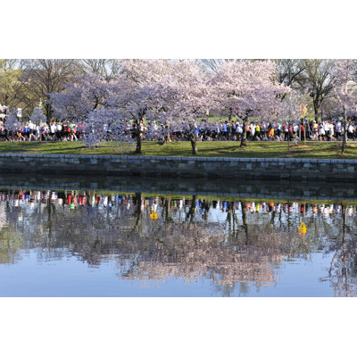 Cherry Trees by Jpecha