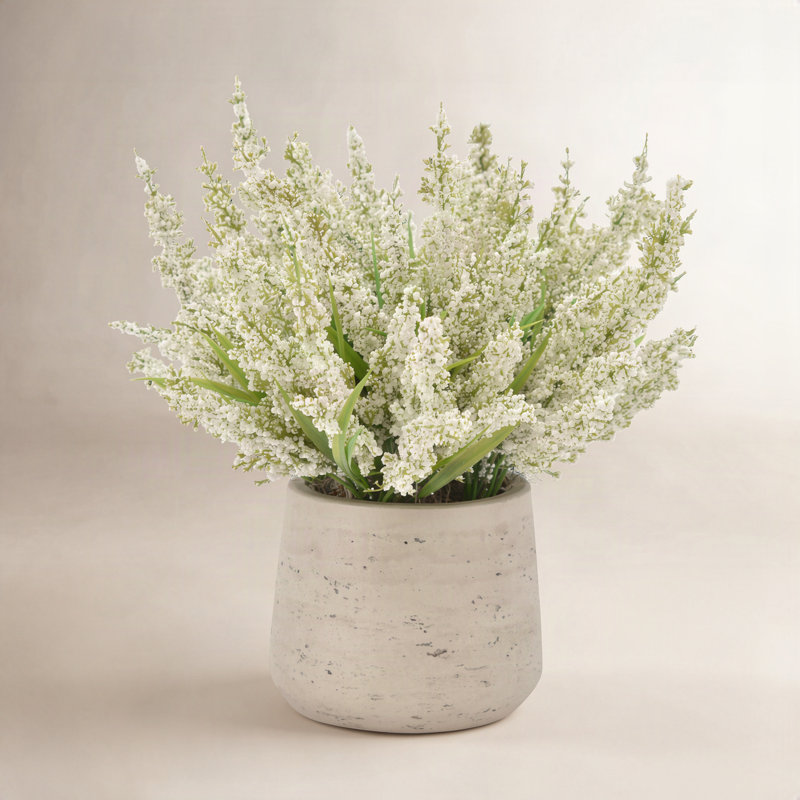 Ferdinand Heather en pot, Blanc doux