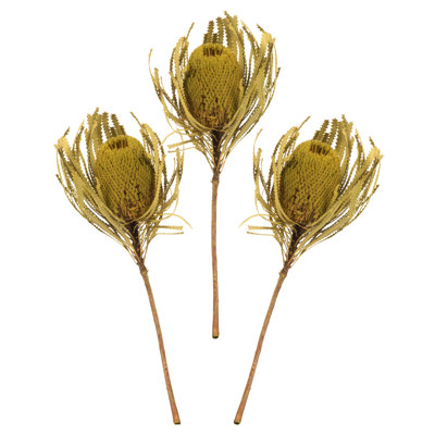 12" Jumbo Banksia Flower with Stem Dried