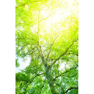 Branches d'arbres par Pawel Gaul